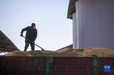 新華全媒+丨中國產糧第一大省秋糧收購有序展開