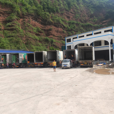 屏山茵紅李產銷兩旺,銷售價格持續(xù)穩(wěn)中有升